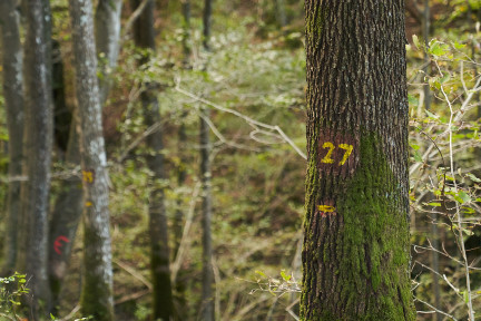ProSilva_2023_125